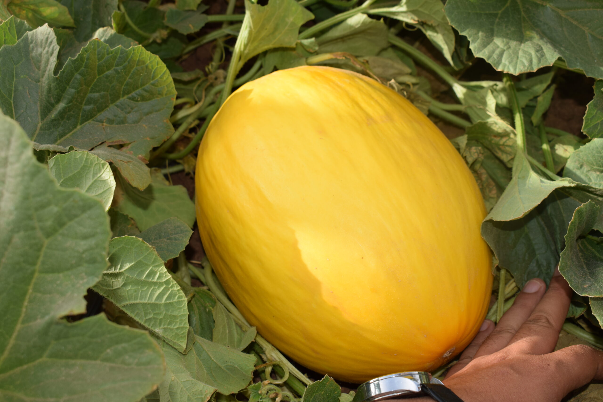 Melon