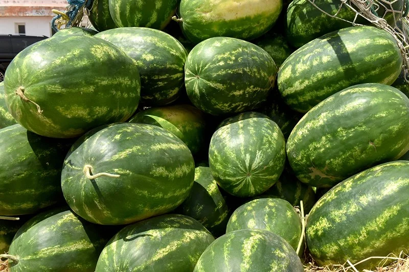 Pastèque Mauritanie